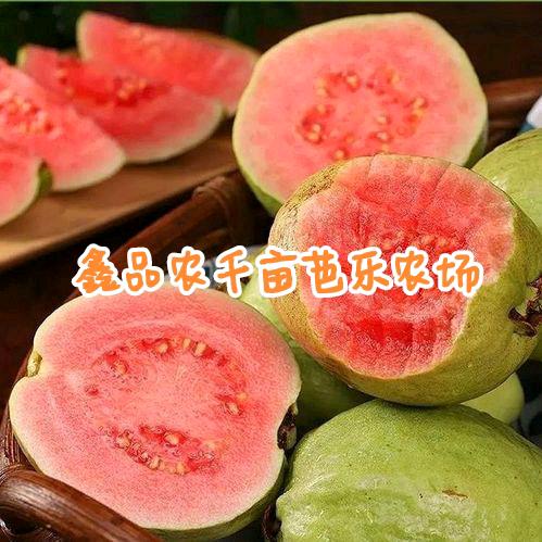 鑫品农芭乐农场