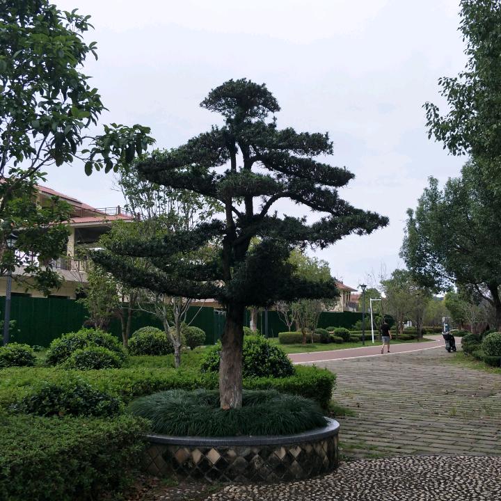 阿娇