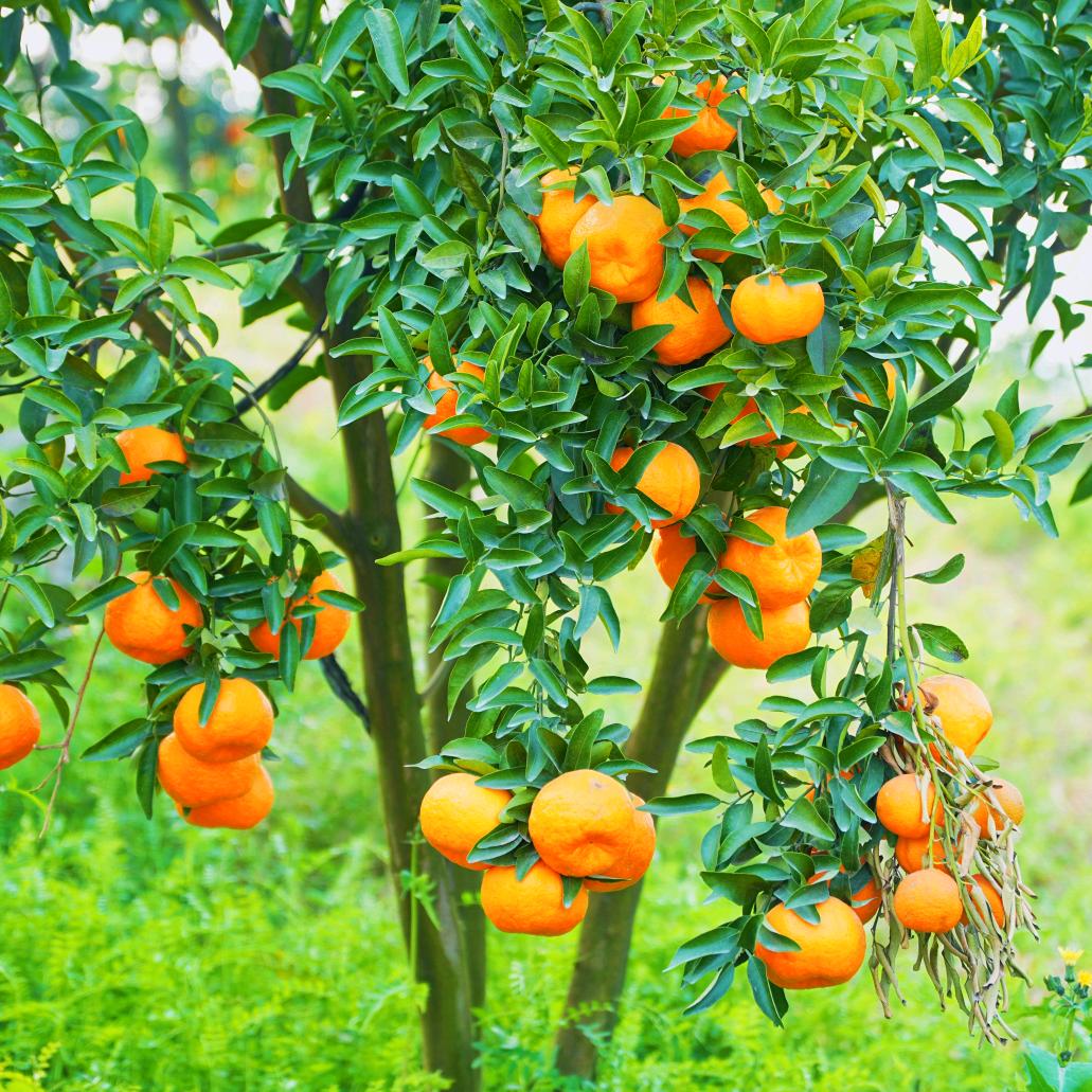 笑笑优质水果店