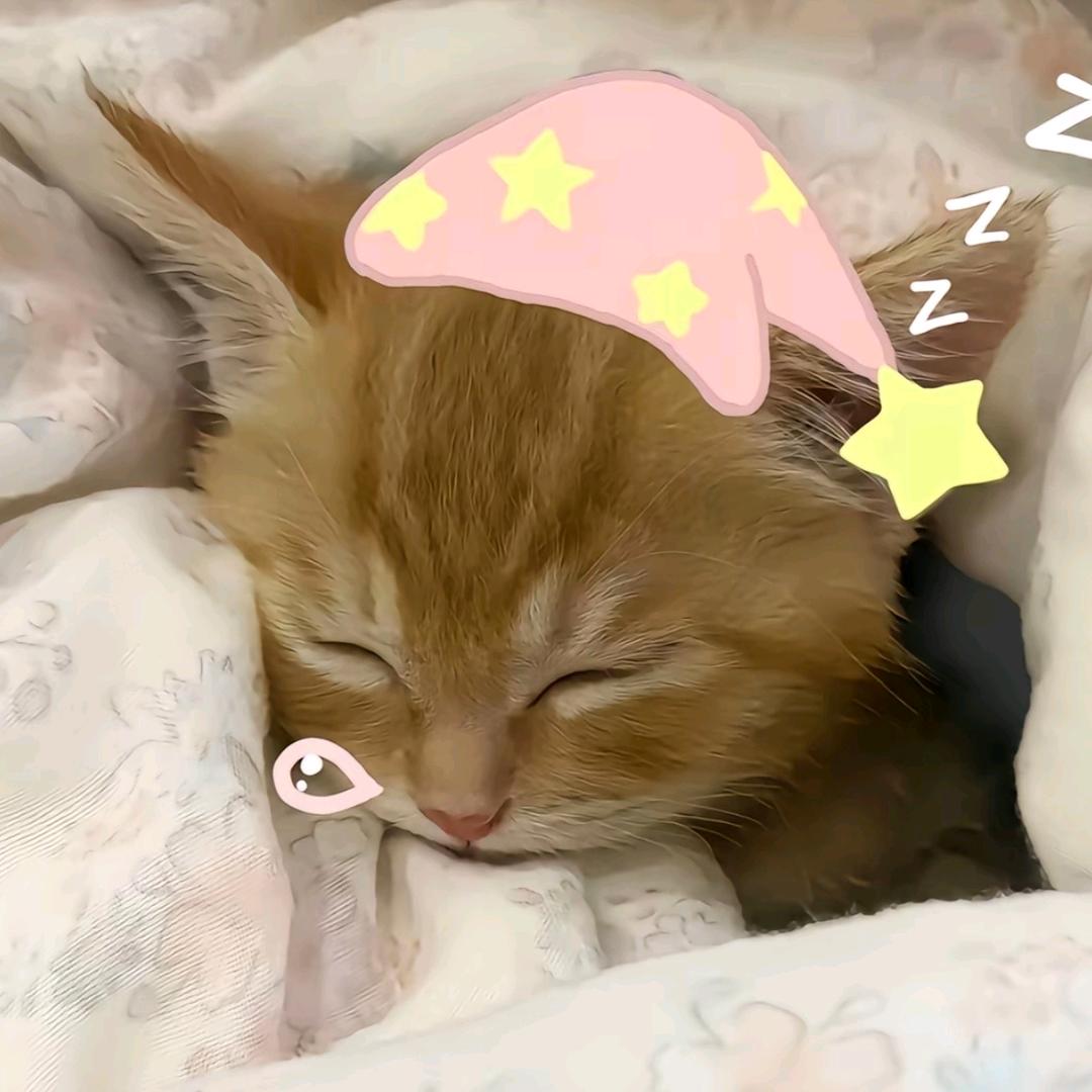 我家猫会后空翻！