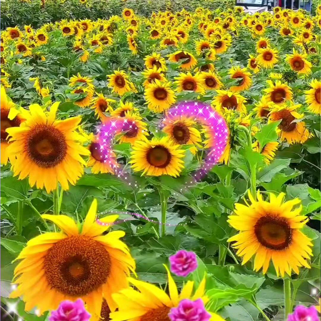 执子之手与子偕老【拒私聊】