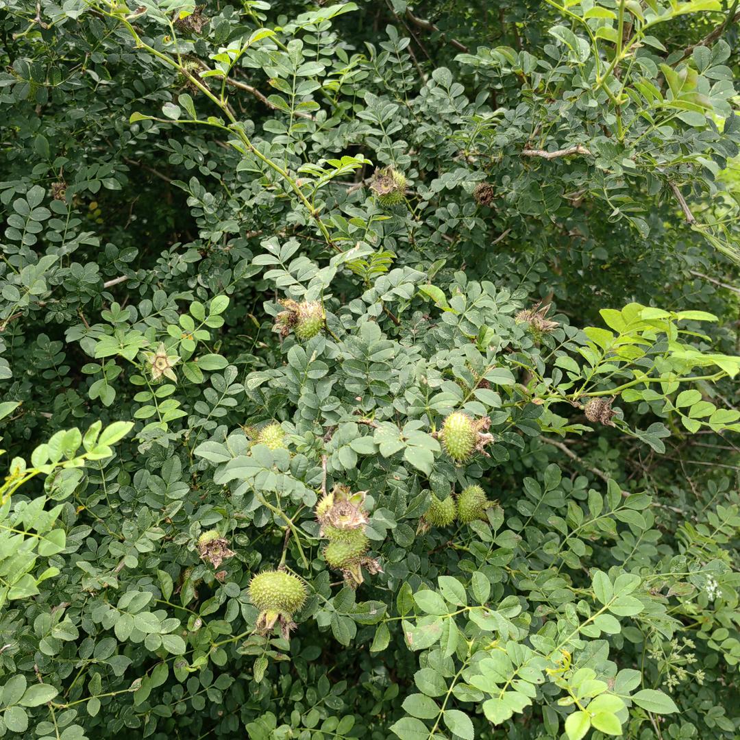 欧8全国营销策划