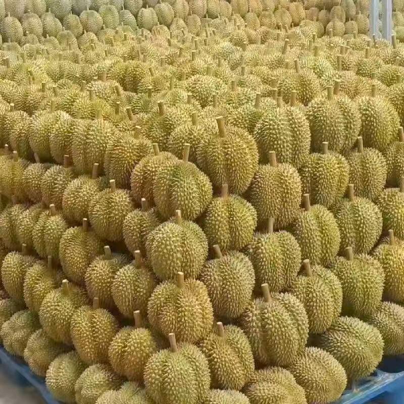 淮南榴莲哥