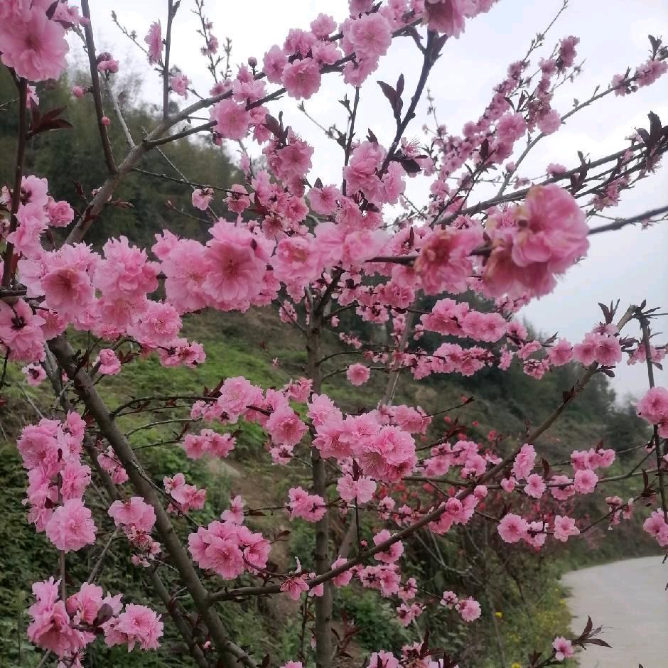 樱花飘落