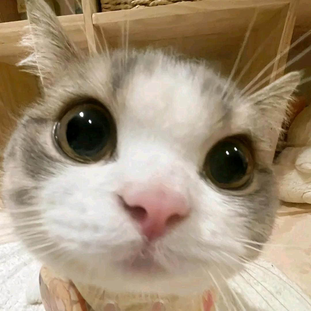 开心小猫⌯oᴗo⌯ಣ