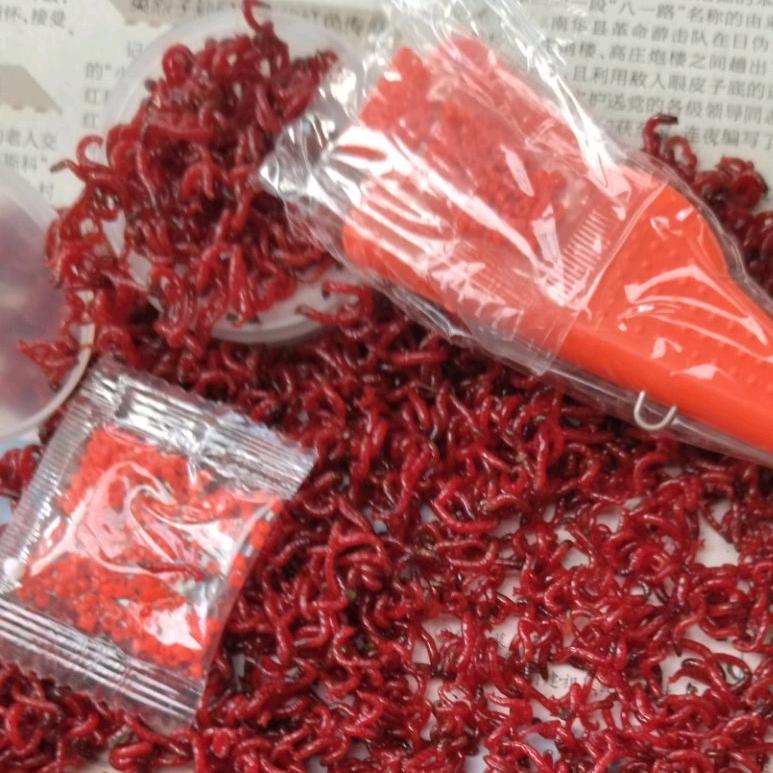 干豆角户外红虫钓鱼