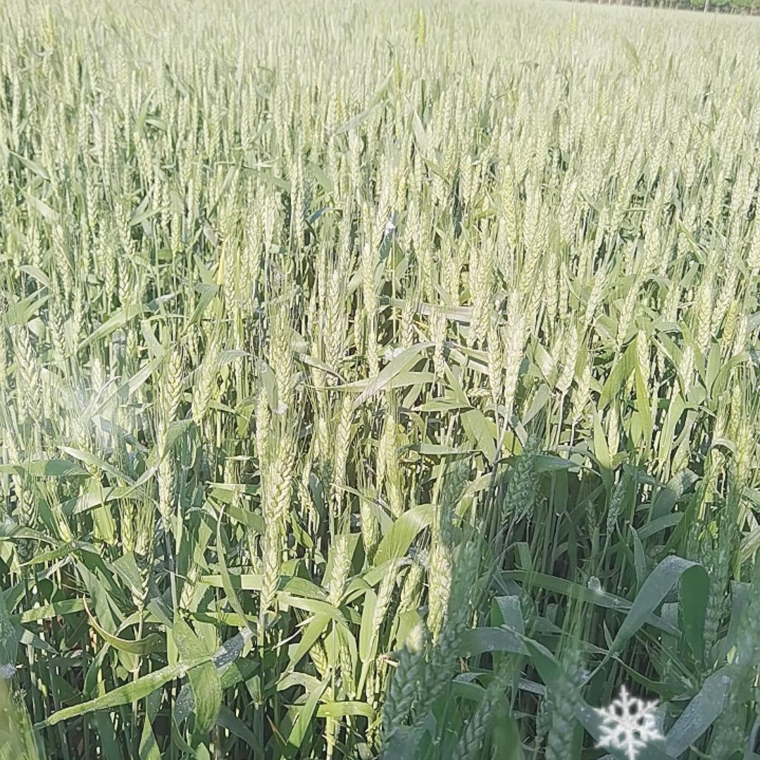 阳光的小麦