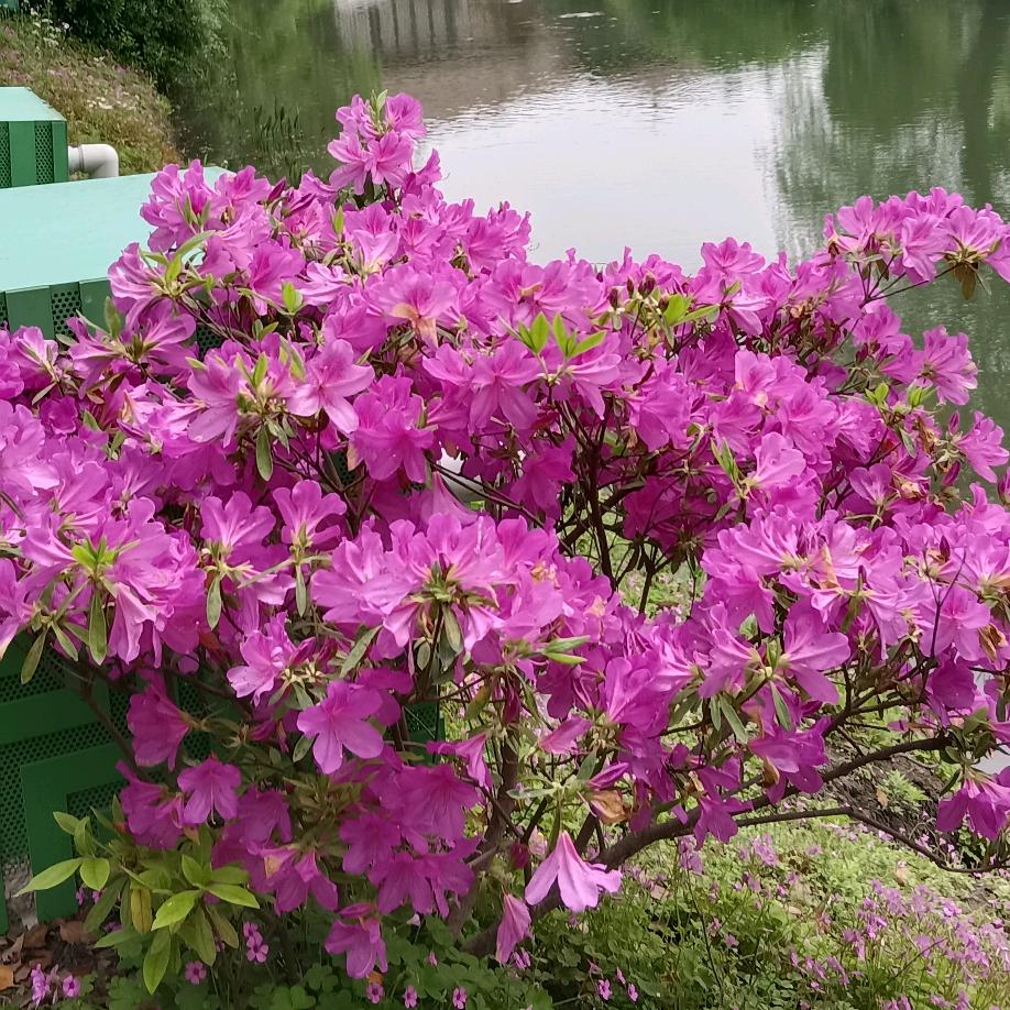 龙柳