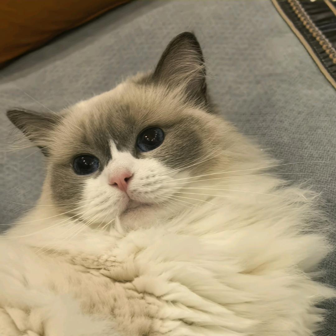 梅子茶酱