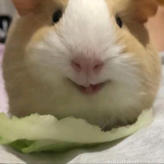 丸三小桃