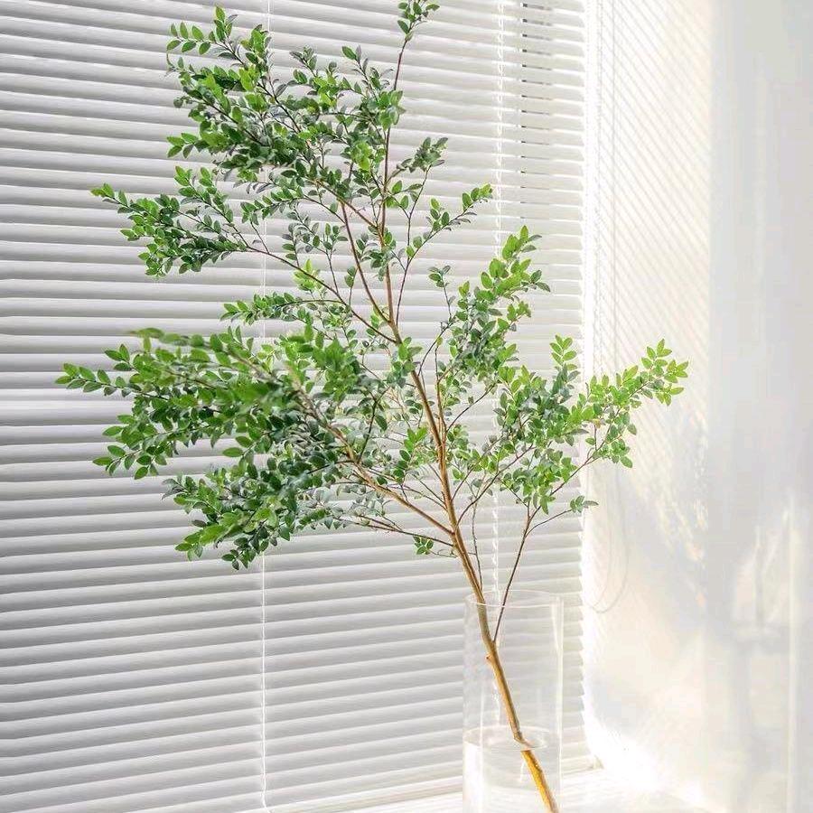 lore青山花木