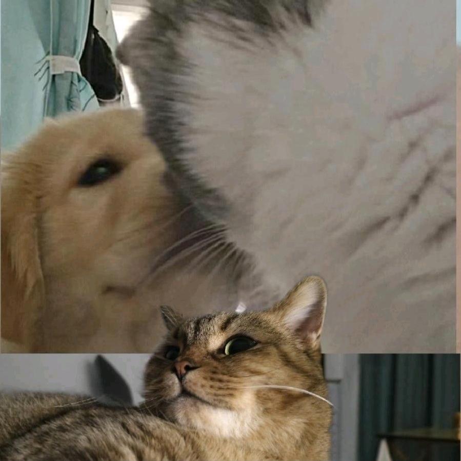 见星海（天涯vs勇闯vs胖虎）