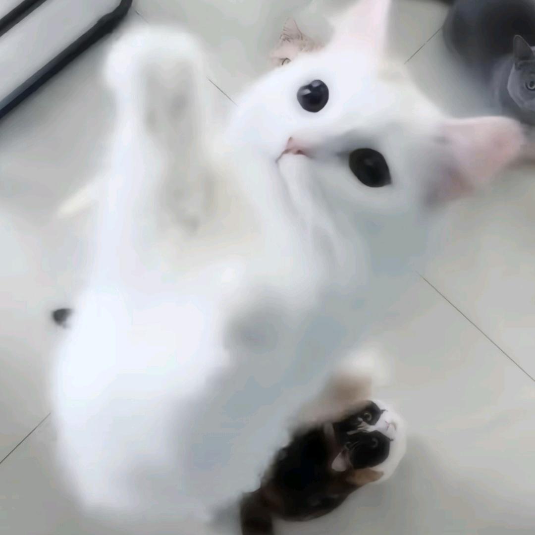 颖颖梨