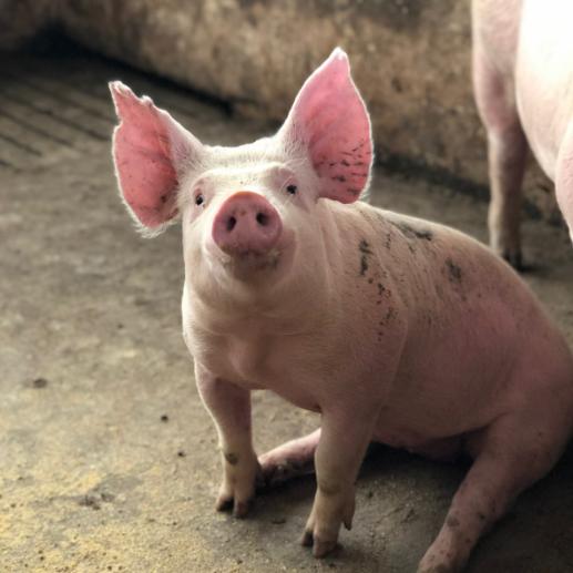 生态养猪