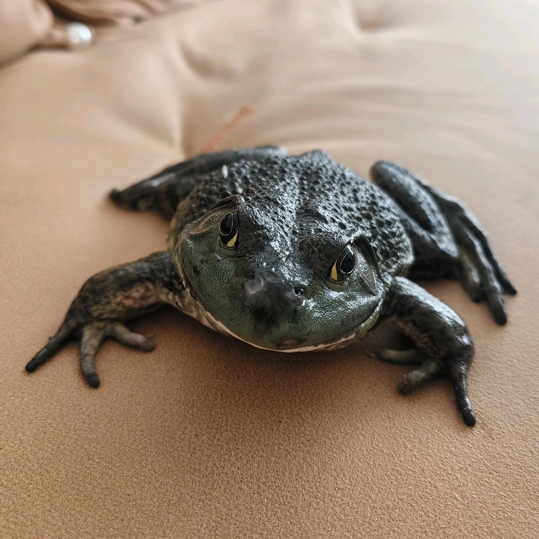 城里蛙（小蛤）