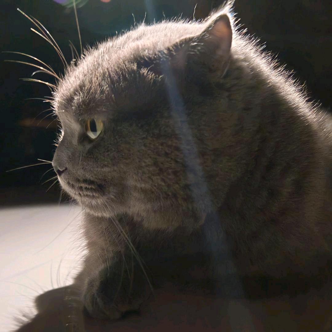 葡萄是只猫