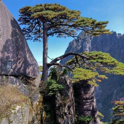 张氏岐山擀面皮