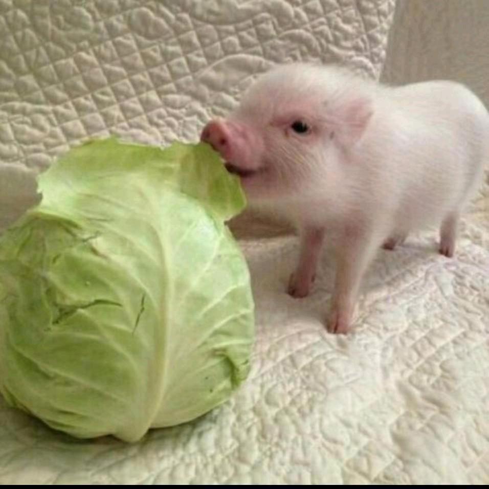好白菜叫猪哄了🐷