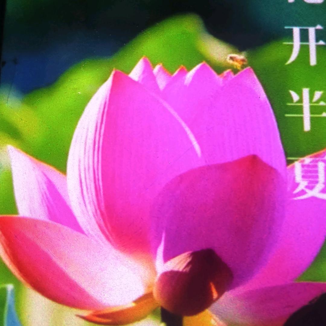 花开半夏