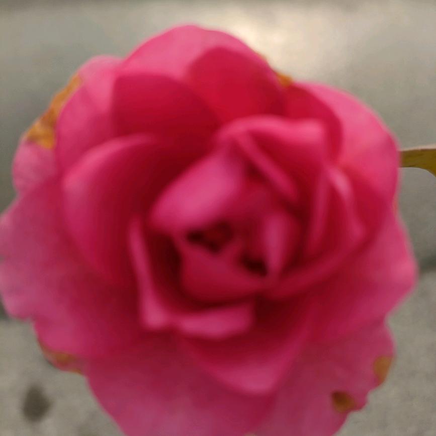 开心大叔🍎🍎🍎🌷🌷🌷💃💃