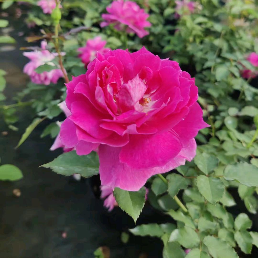 涵玥花卉