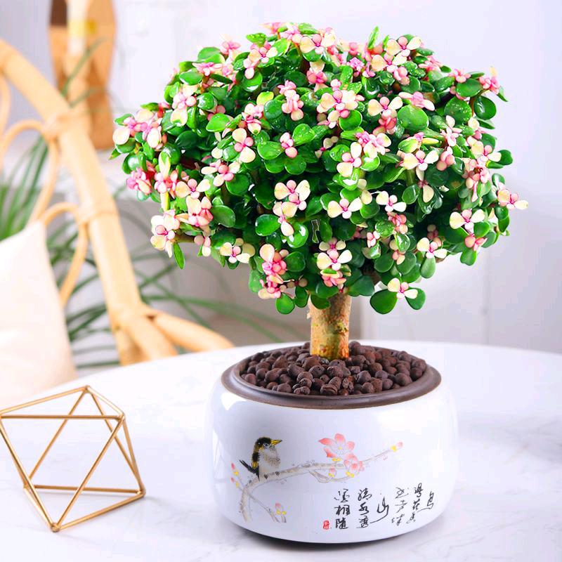 绿植花卉盆栽