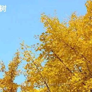 旧梦如风