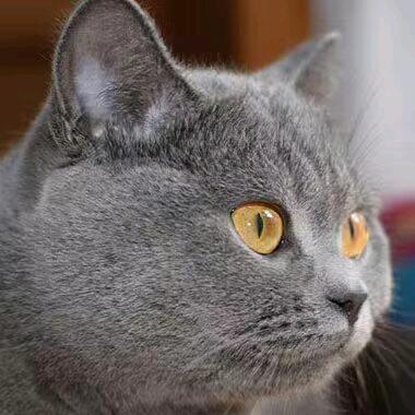 沧海｜壹（率土）