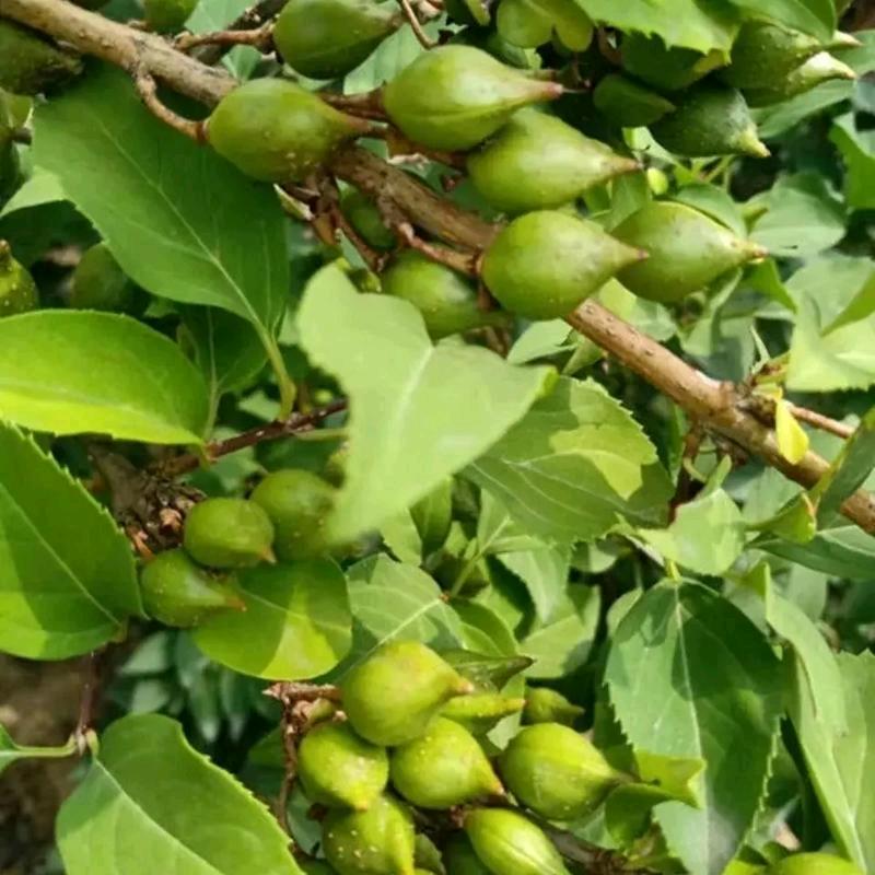 三农紫绶金章官方主账号