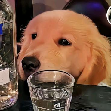 摆烂
