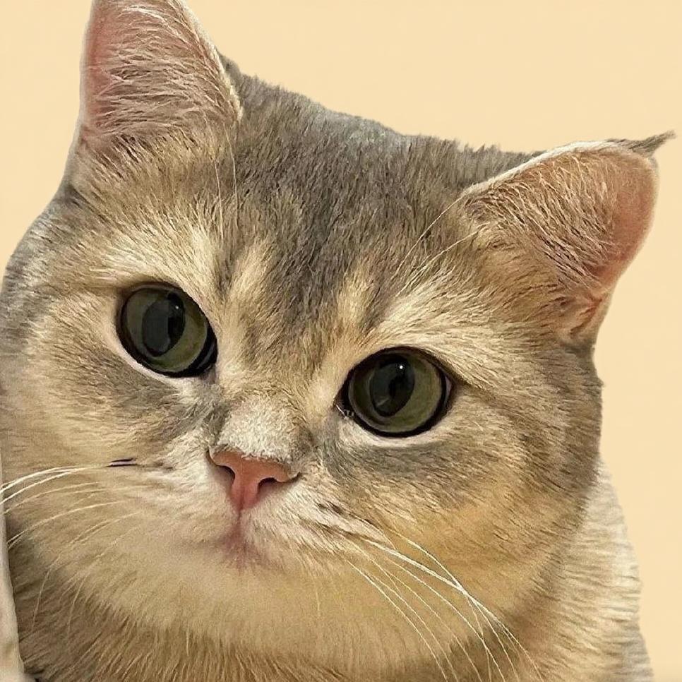 金来