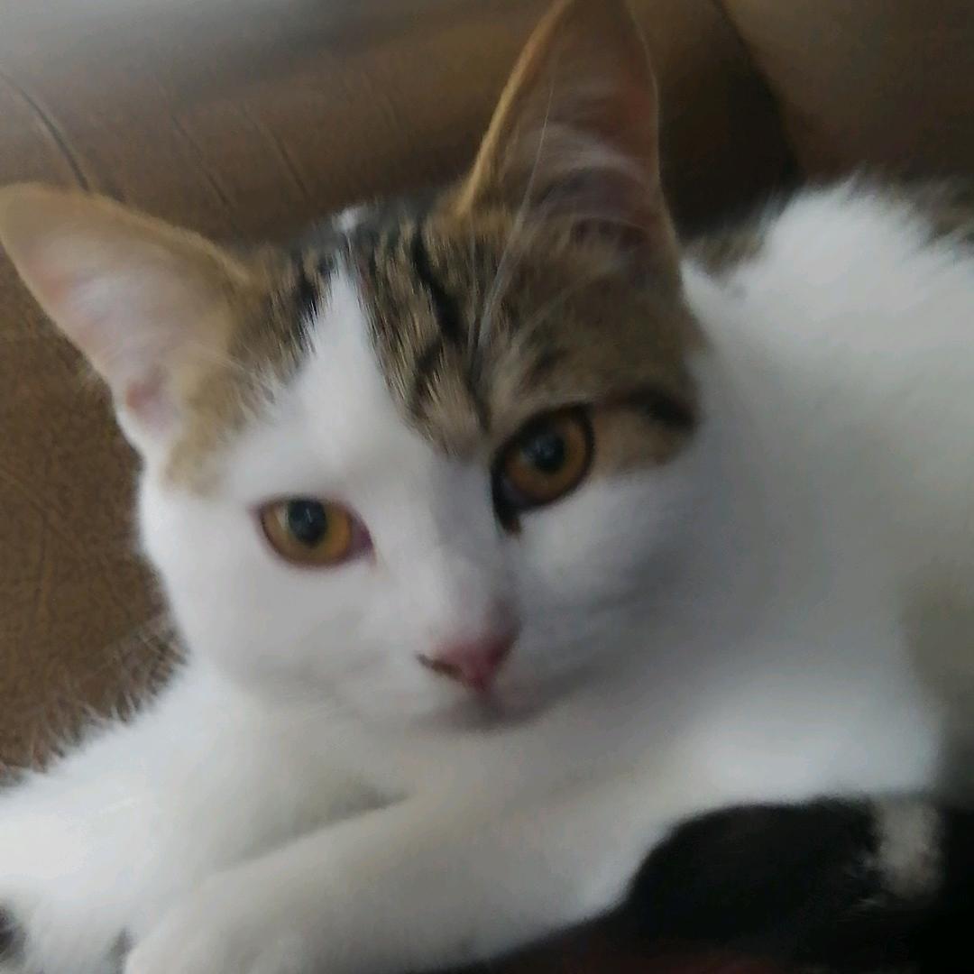 橙子