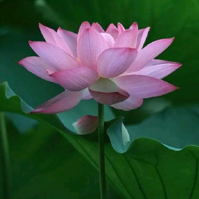菜园里小杨