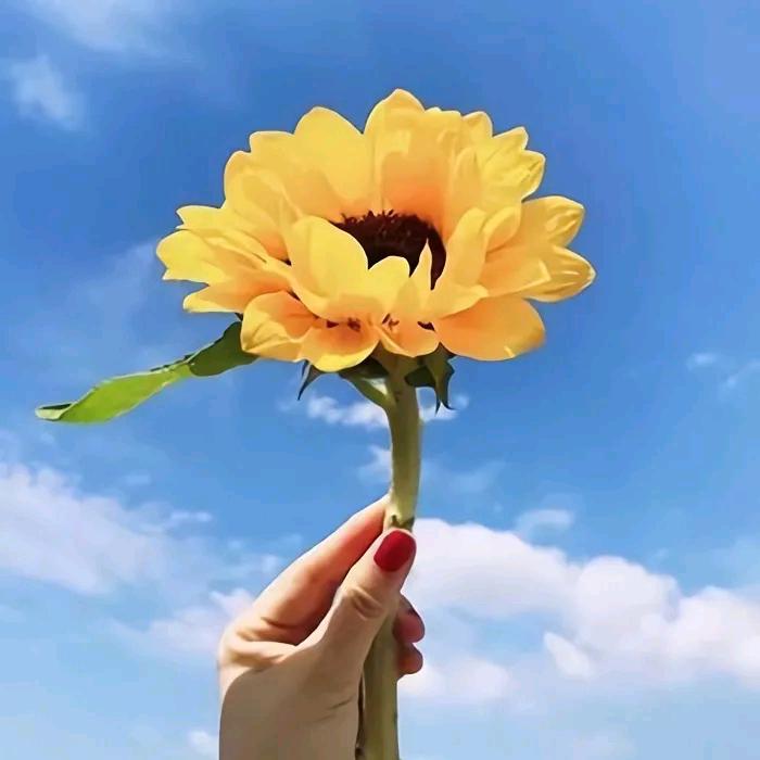 花花同学。