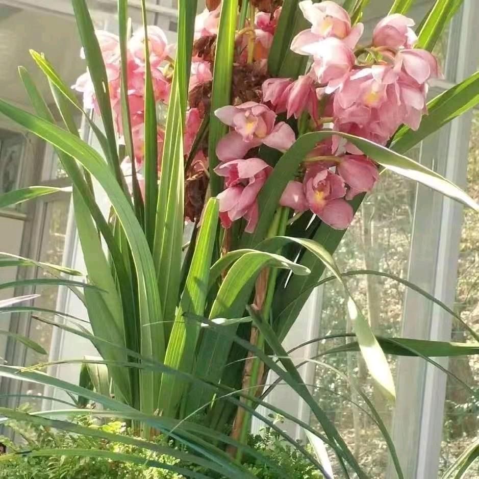 平安幸福小严用户1975531