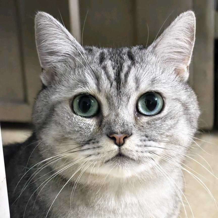 闹闹是只喵🐱