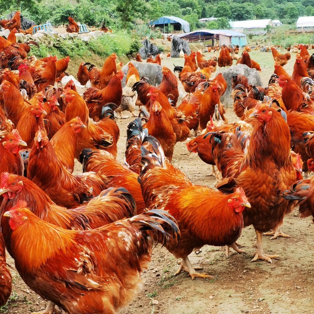 绿色食品阳山江英鸡🐔