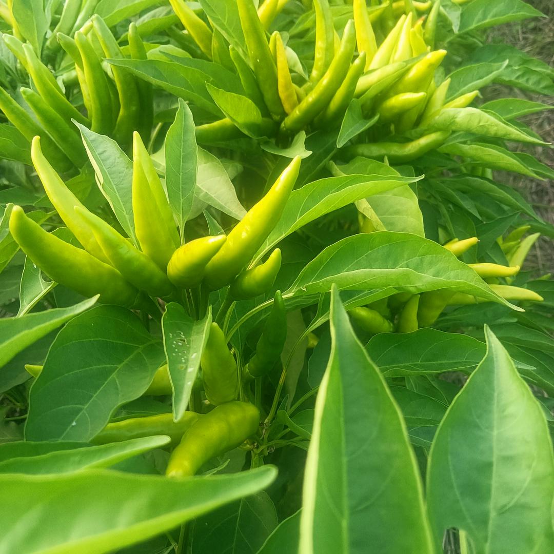 马立