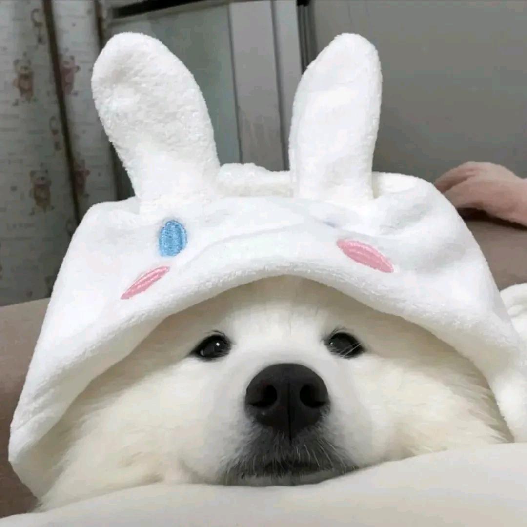 肖玉博
