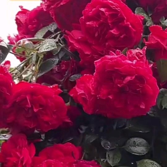 掌上明珠🌹