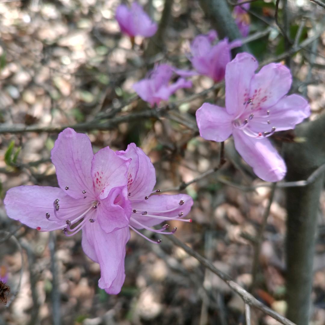 蒲公英🌱