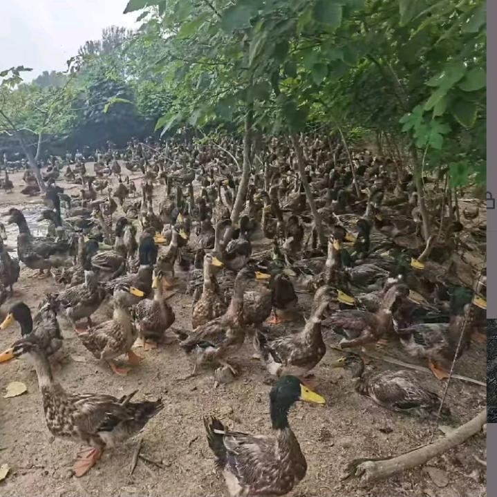 小曼要坚强