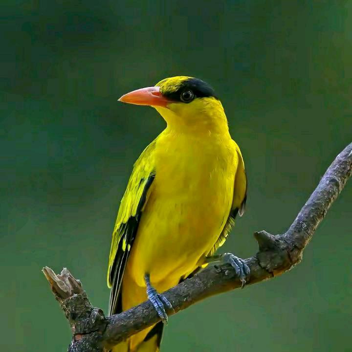 我的世界，只有我，智者不入爱河，0K，