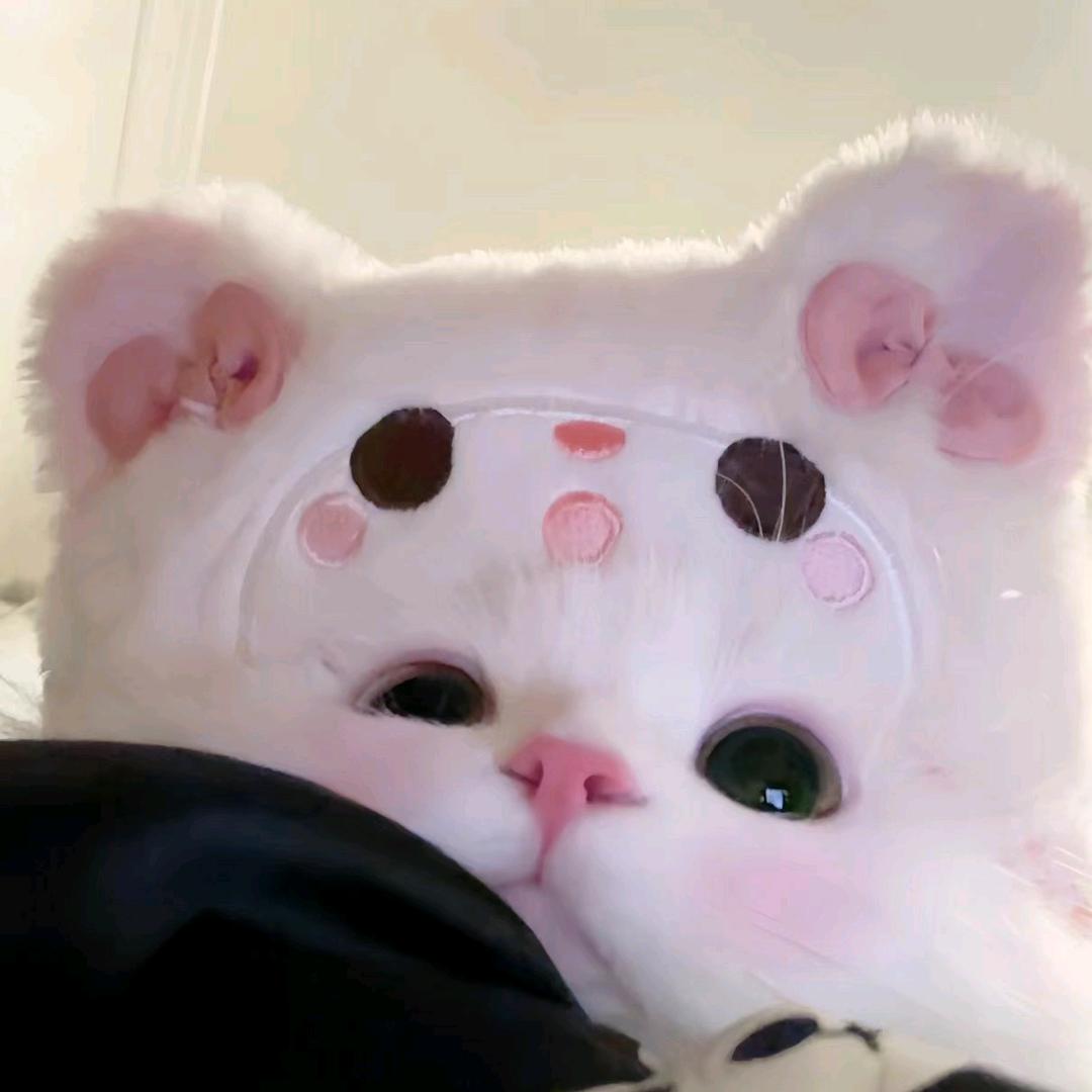 宠物衣服馆