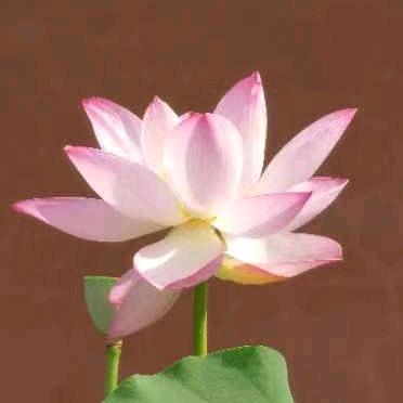 小李同学