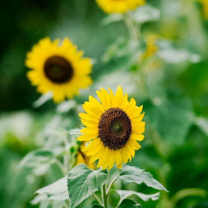 叠宜叠收纳师玲媛