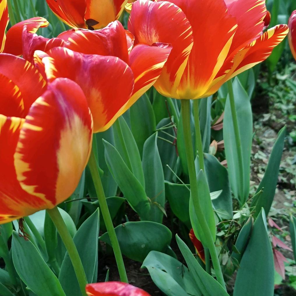 草草回忆的碎片