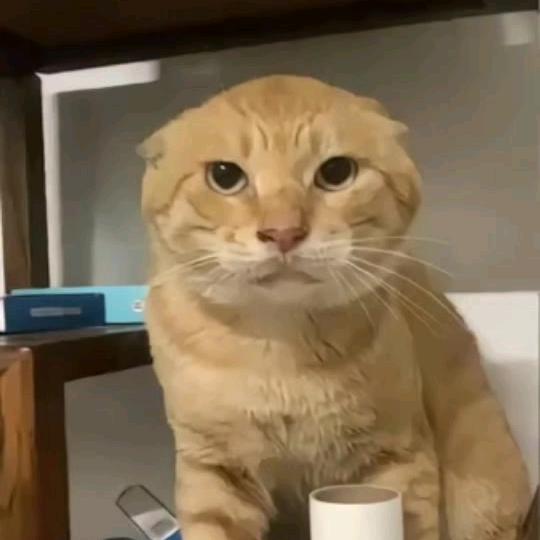老喵