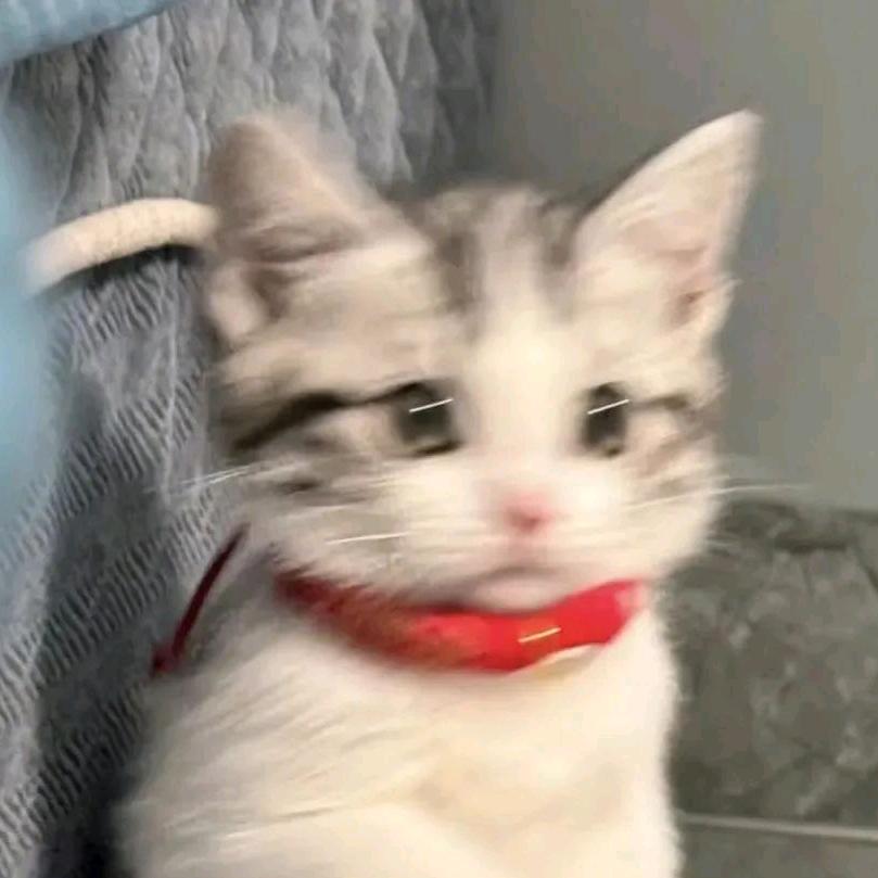 八度