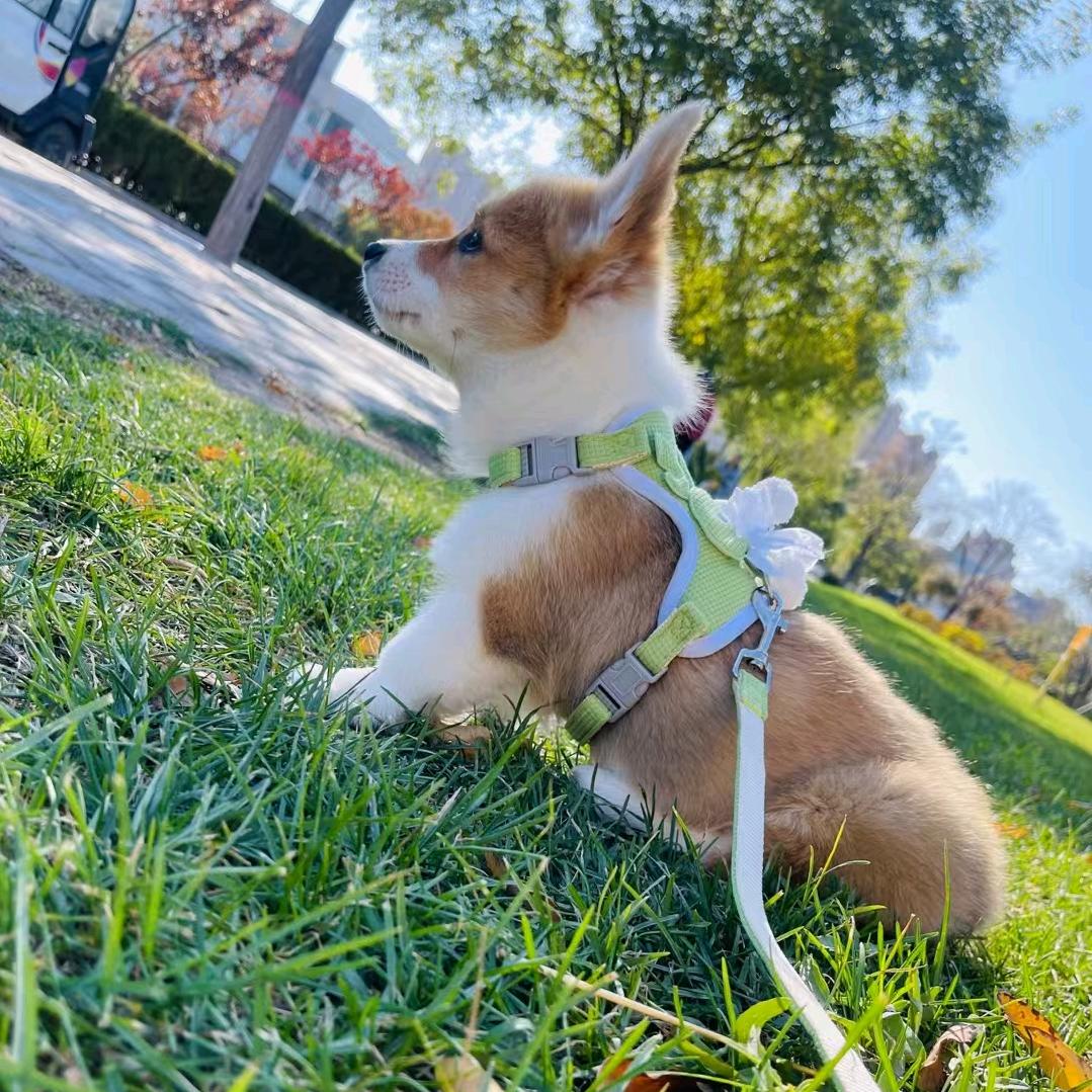 银川宠物（宁宠，源头狗场）